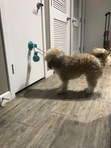 Customer photo review of Solvani Dog Pull Toy