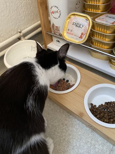 Avis photo d'un client sur Pâtée Chaton Sans Céréales - Boeuf