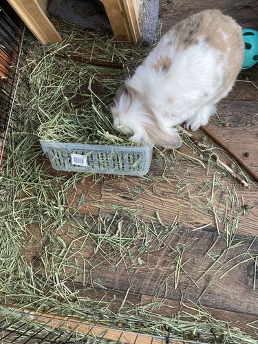 Customer photo review of Timothy Hay Box 'Coarse Cut'