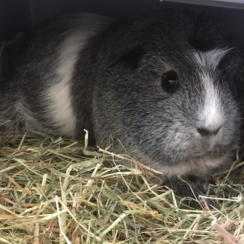 Customer photo review of Meadow Hay Box