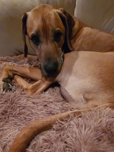 Customer photo review of Flauschige Kuscheldecke "Samtpfote"