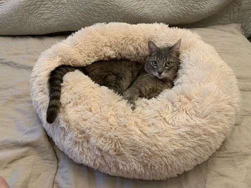 Customer photo review of Kuscheliges ergonomisches Hundebett "Wolke 7"
