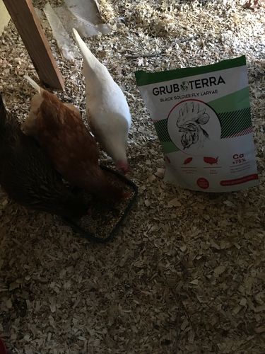 Customer photo review of GrubTerra Dried Larvae