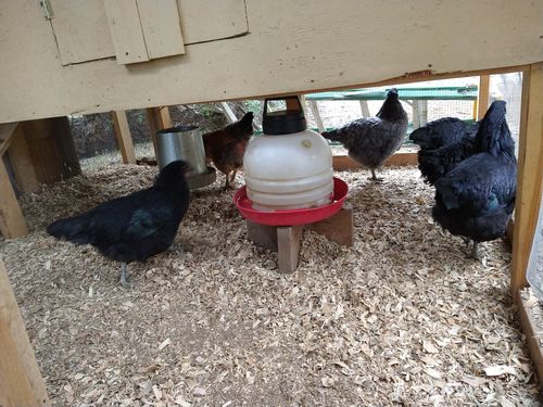 Customer photo review of GrubTerra Dried Larvae