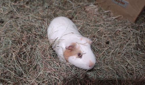 Customer photo review of Meadow Hay Box