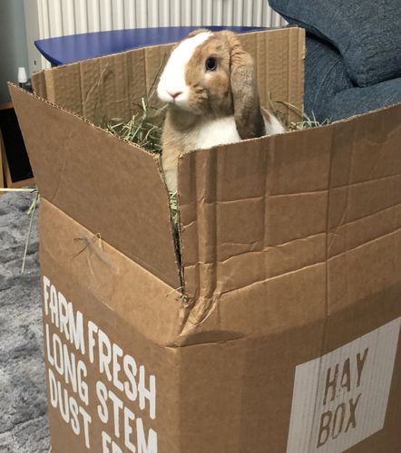 Customer photo review of Timothy Hay Box 'Blend'