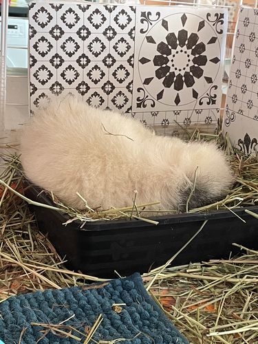 Customer photo review of Timothy Hay Box 'Blend'