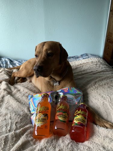 Customer photo review of Calypso Paradise Punch Lemonade (473ml)