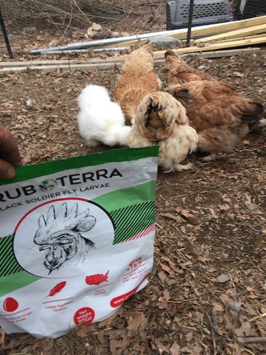 Customer photo review of GrubTerra Dried Larvae