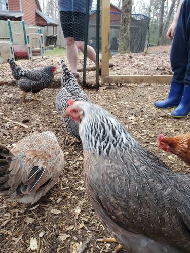 Customer photo review of GrubTerra Dried Larvae