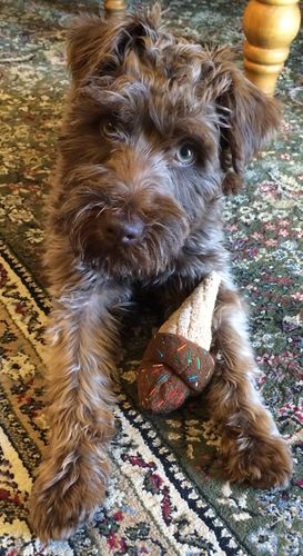 Customer photo review of 6" JUMBO BULLY STICKS