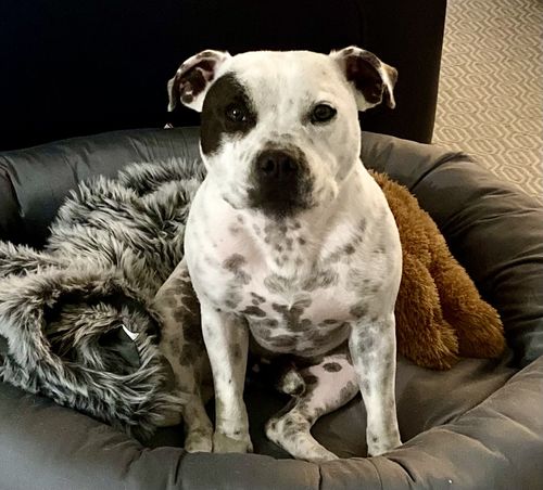 Customer photo review of LickiMat Classic Buddy - slow feeder for dogs