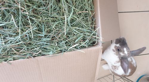 Customer photo review of Timothy Hay Box 'Blend'