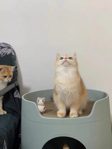 Customer photo review of Mayitwill XL Castle 2 in 1 Front-Entry Cat Litter Box with Scratch Basin, Scoop included, Morandi Green