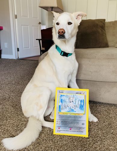 Customer photo review of Pokepet