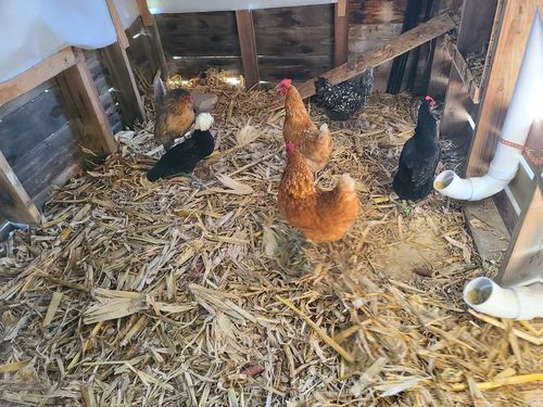 Customer photo review of GrubTerra Dried Larvae