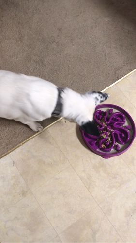 Customer photo review of Wally’s Salmon N’ Rice Meal Pouch