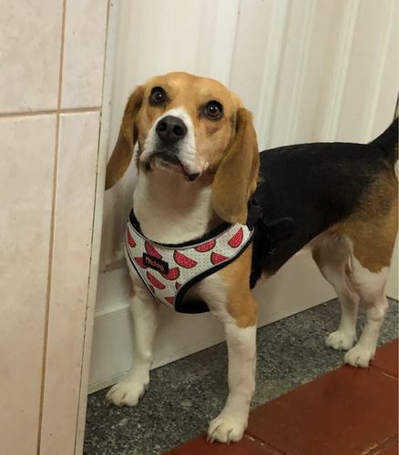 Customer photo review of Peitoral Refletor para Cães ou Gatos