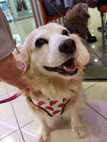 Customer photo review of Peitoral Refletor para Cães ou Gatos