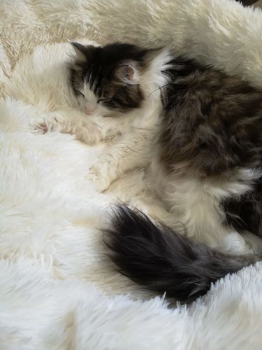 Customer photo review of Kuscheliges ergonomisches Hundebett "Wolke 7"