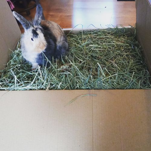 Customer photo review of Timothy Hay Box 'Blend'
