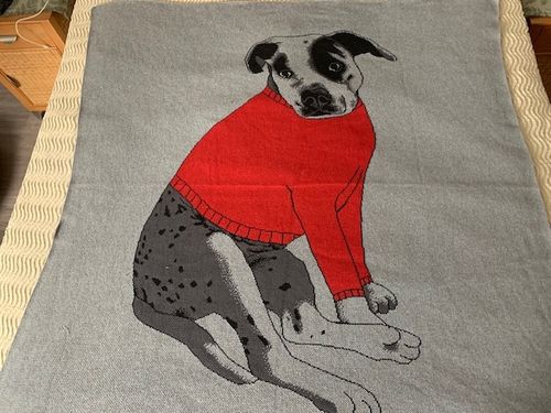 Customer photo review of Dog wearing Sweater - Custom Knitted Blanket