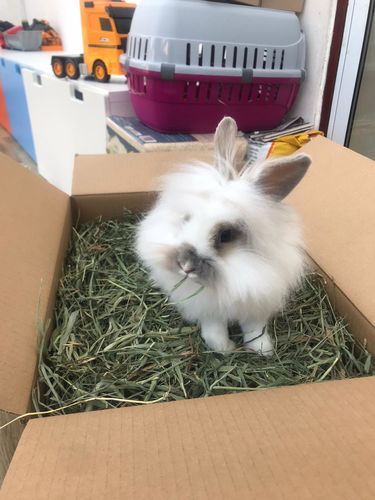 Customer photo review of Timothy Hay Box 'Soft Cut' NEW*