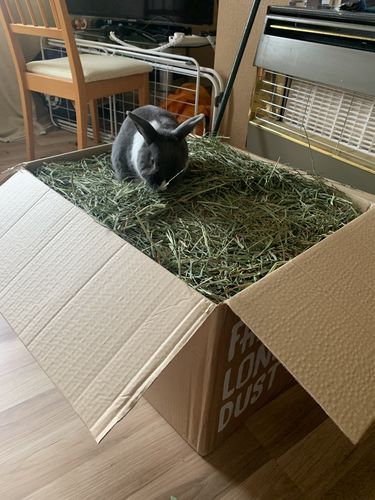 Customer photo review of Timothy Hay Box 'Soft Cut' NEW*