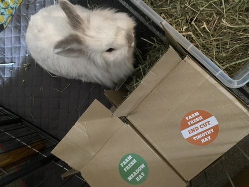 Customer photo review of Timothy Hay Box 'Soft Cut' NEW*