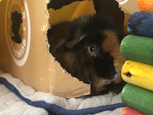 Customer photo review of GuineaDad Crunchy Condo - Pack of 3
