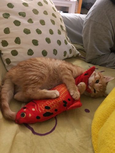 Customer photo review of PEIXE Brinquedo Interativo para Cães ou Gatos (Elétrico - Carregamento USB)