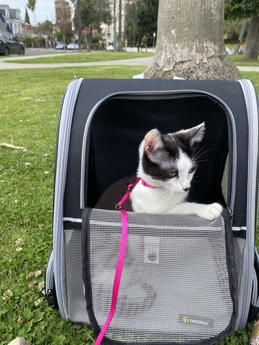 Customer photo review of Cat Pet Carrier Fully Ventilated Style Backpack