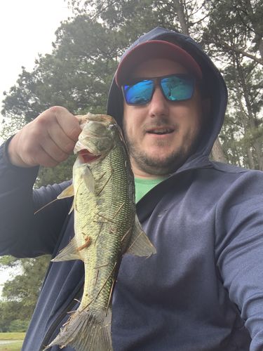 Customer photo review of American Spice CBD