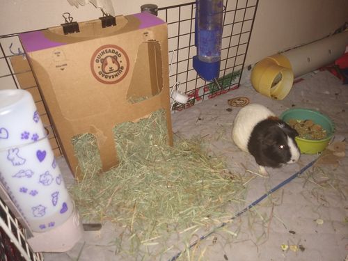Customer photo review of GuineaDad Nourish Series - Orchard Hay (3 Pack)