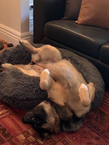 Customer photo review of Bliss & Chill - Calming Aromatherapy Essential Oils for dogs