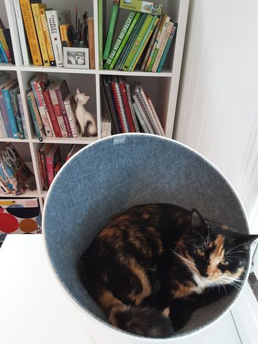 Customer photo review of Furrytail Boss Cat Bed, Elevated Cat Chair