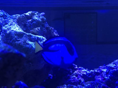 Customer photo review of Medic