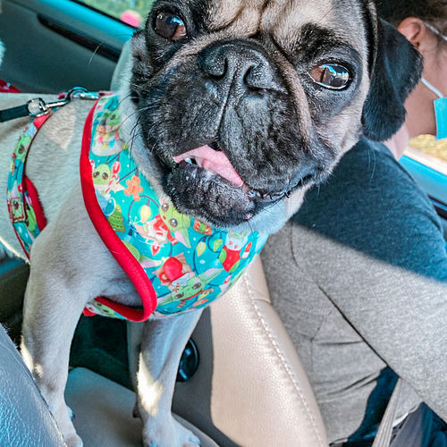 Customer photo review of Christmas dog harness - Christmas baby yoda