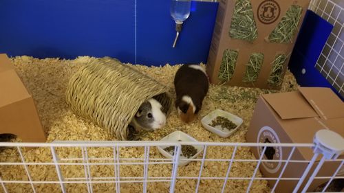Customer photo review of GuineaDad Nourish Series - Timothy Hay (3 Pack)
