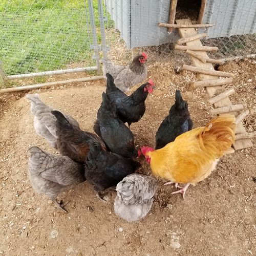 Customer photo review of GrubTerra Dried Larvae