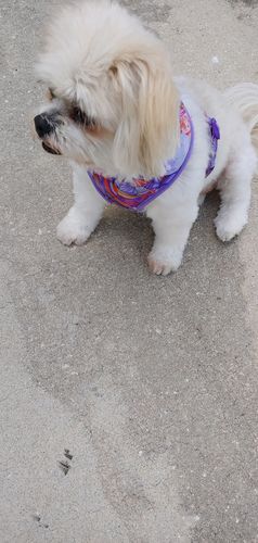 Customer photo review of Easter egg dog harness/ boy girl dog harness vest