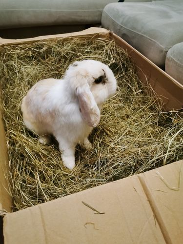 Customer photo review of 50/50 Hay Box