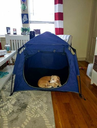 Customer photo review of Pop N' Go® Pets
