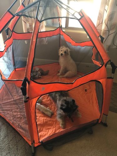Customer photo review of Pop N' Go® Playpen