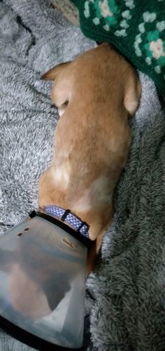 Customer photo review of Ruff Skin Salvation - Skin repair balm for dogs