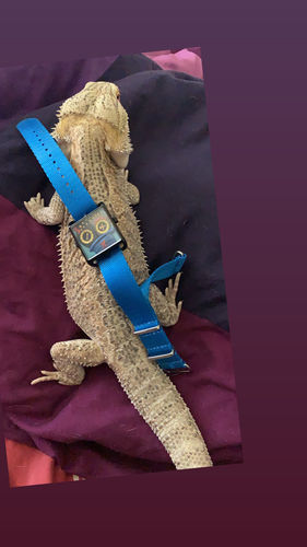 Customer photo review of HappieWatch - Voodoo Doll