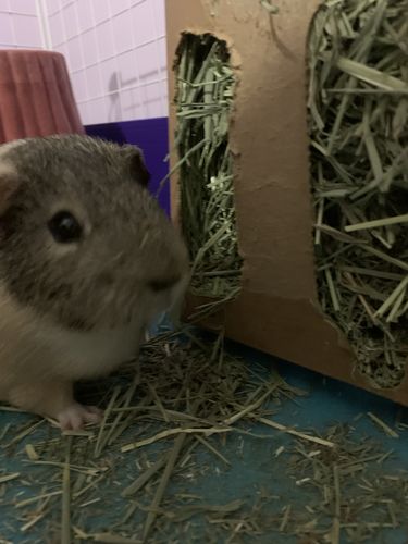 Customer photo review of GuineaDad Nourish Series - Timothy Hay (3 Pack)