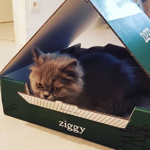 Avis photo d'un client sur Pâtée Chaton Sans Céréales - Boeuf