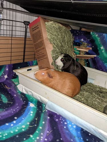Customer photo review of GuineaDad Nourish Series - Timothy Hay (3 Pack)