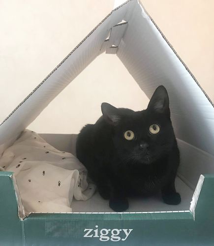 Avis photo d'un client sur Pâtée Chat Stérilisé Sans Céréales - Saumon